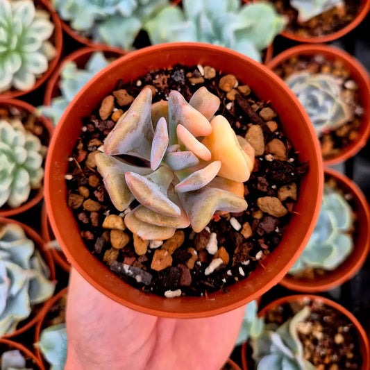 Echeveria ’Cubic Frost’ variegada