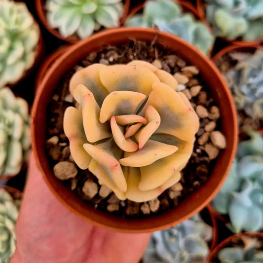 Echeveria ’Cubic Frost’ variegada