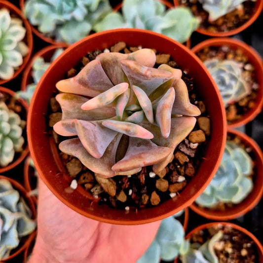 Echeveria ’Cubic Frost’ variegada