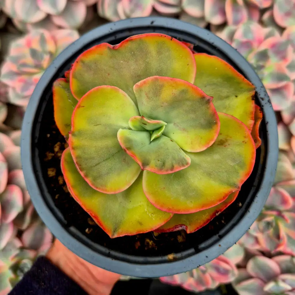 Echeveria ’Dancing Butterfly’ variegada