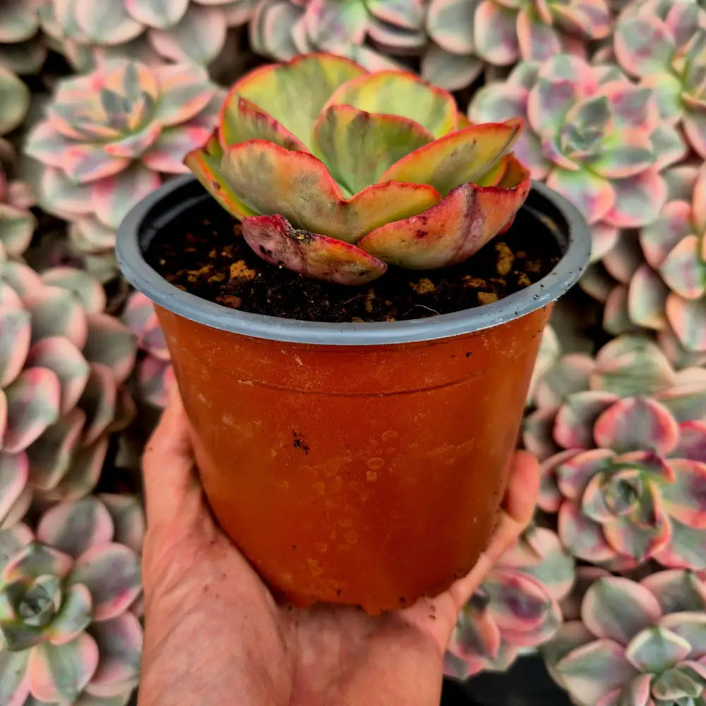 Echeveria ’Dancing Butterfly’ variegada