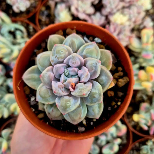 Echeveria ’Demon Real’
