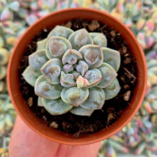 Echeveria ’Demon Real’