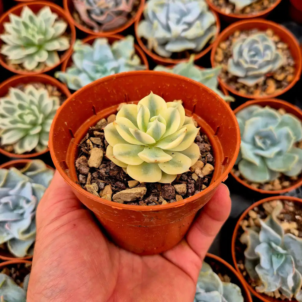 Echeveria ’Deresina’ variegada
