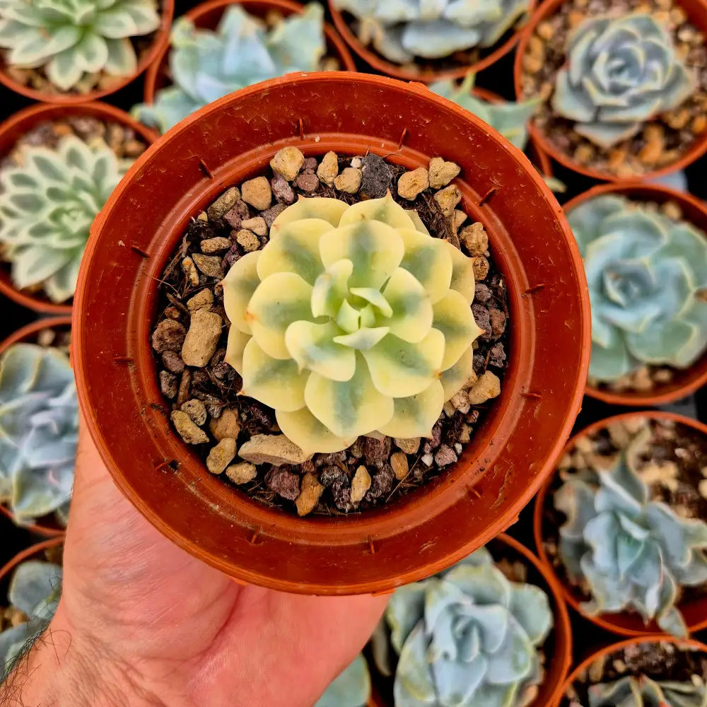 Echeveria ’Deresina’ variegada