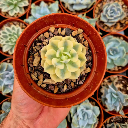 Echeveria ’Deresina’ variegada