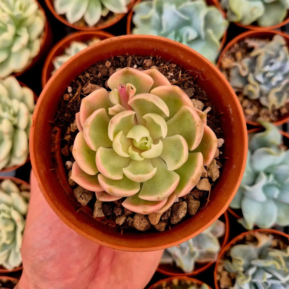 Echeveria ’Desert Rose’ variegada