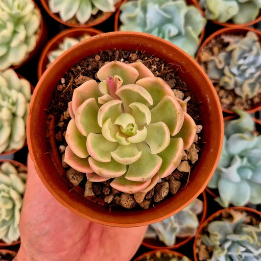 Echeveria ’Desert Rose’ variegada