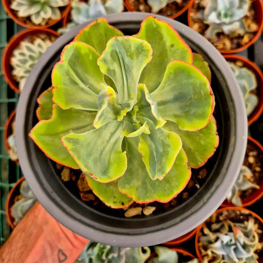 Echeveria ’Dick Wright’ variegada
