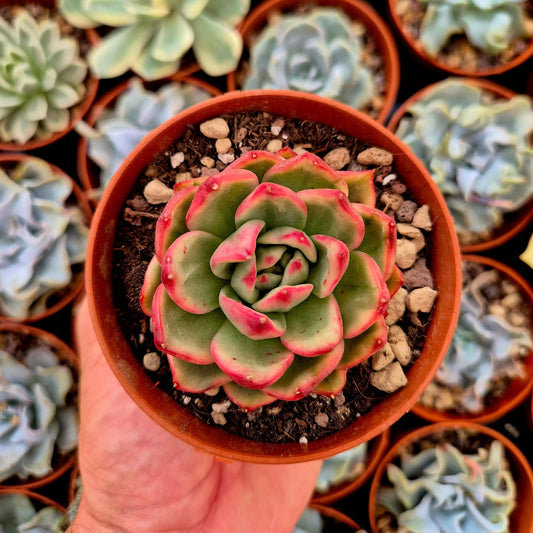 Echeveria ’Ebony Azure’ variegada