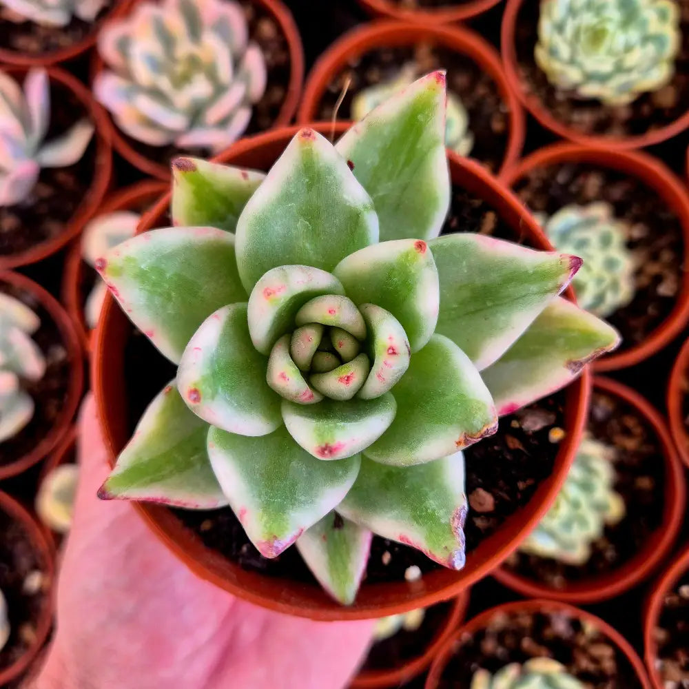 Echeveria ’El Khorn’ variegada
