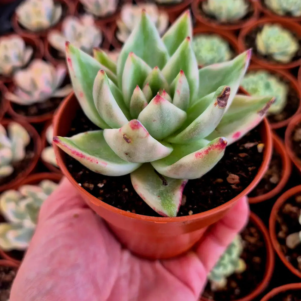 Echeveria ’El Khorn’ variegada