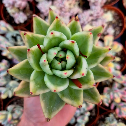 Echeveria ’El Khorn’ variegada