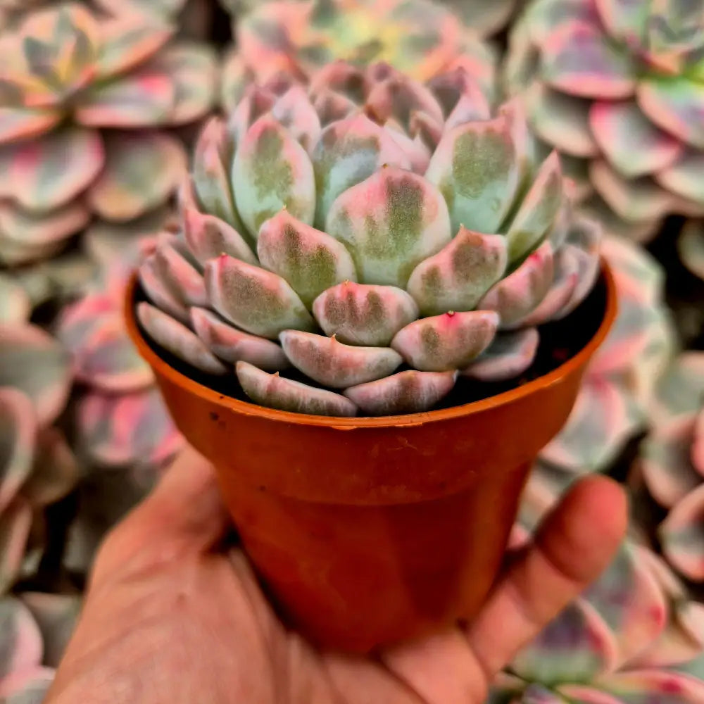 Echeveria elegans variegada
