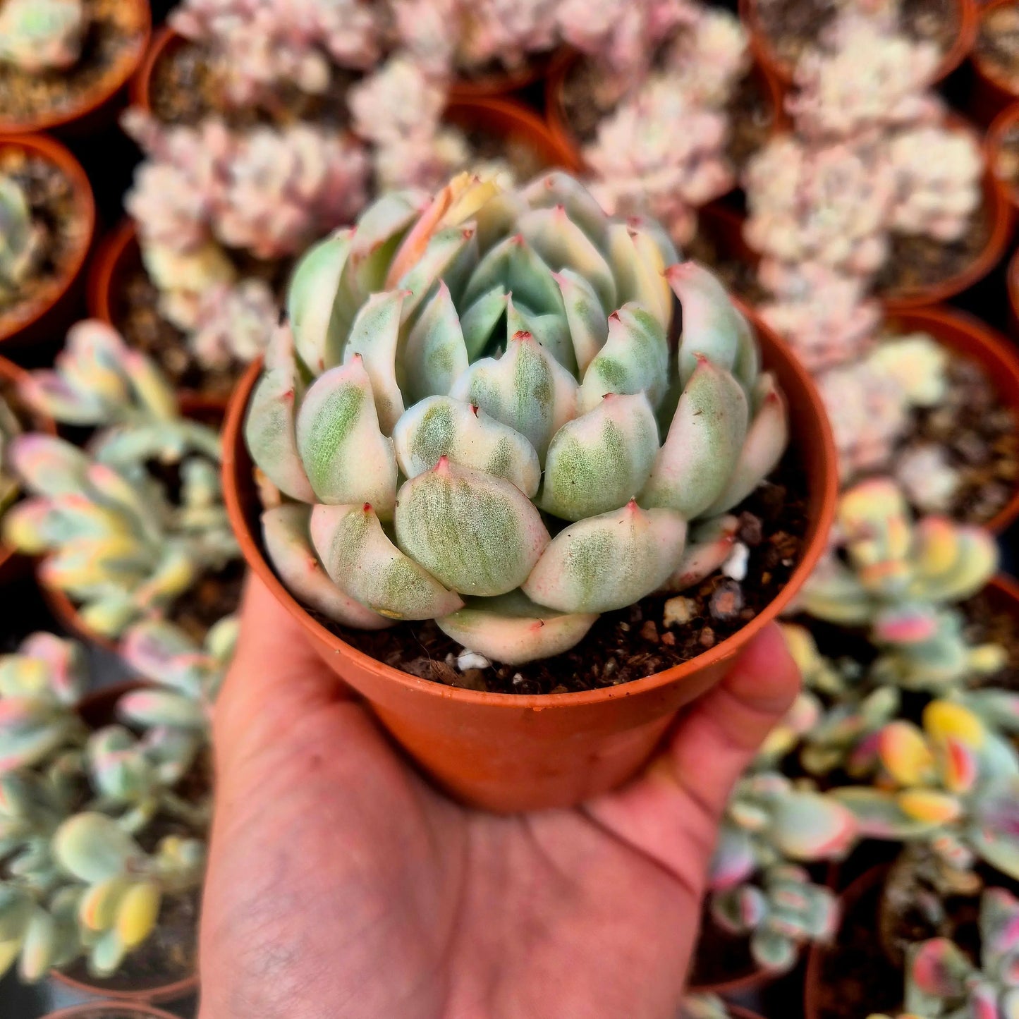 Echeveria elegans variegada