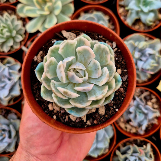 Echeveria elegans variegada