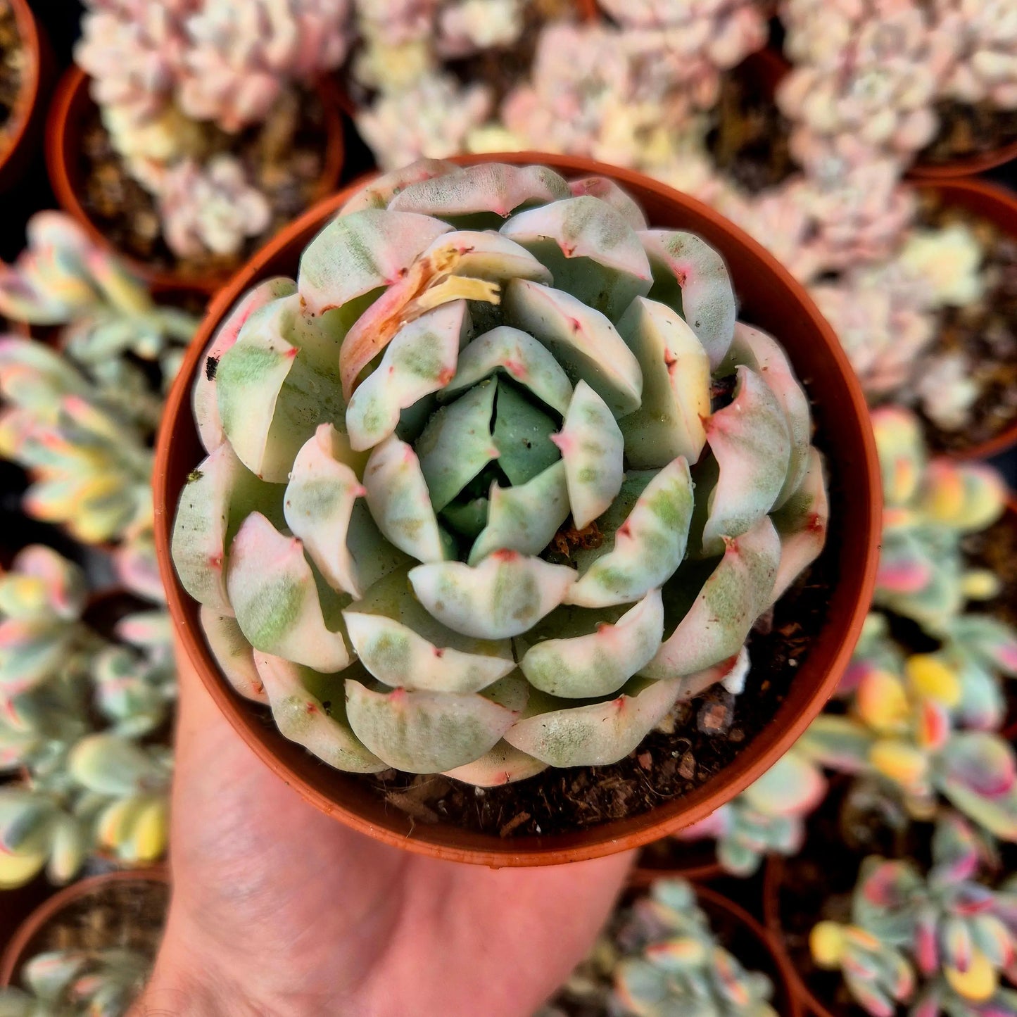 Echeveria elegans variegada