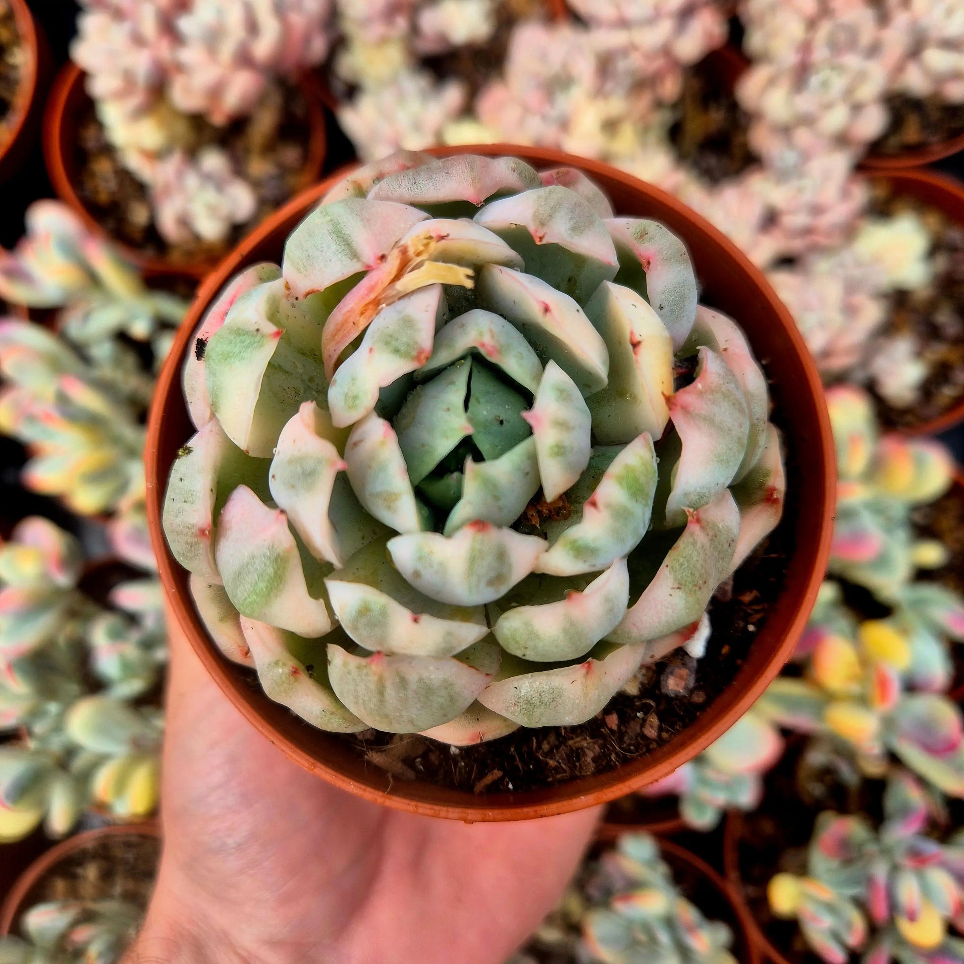 Echeveria elegans variegada
