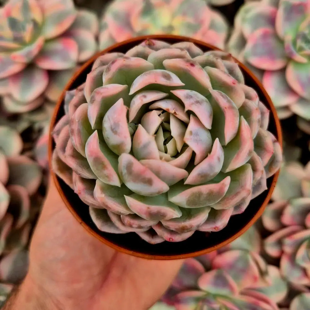 Echeveria elegans variegada