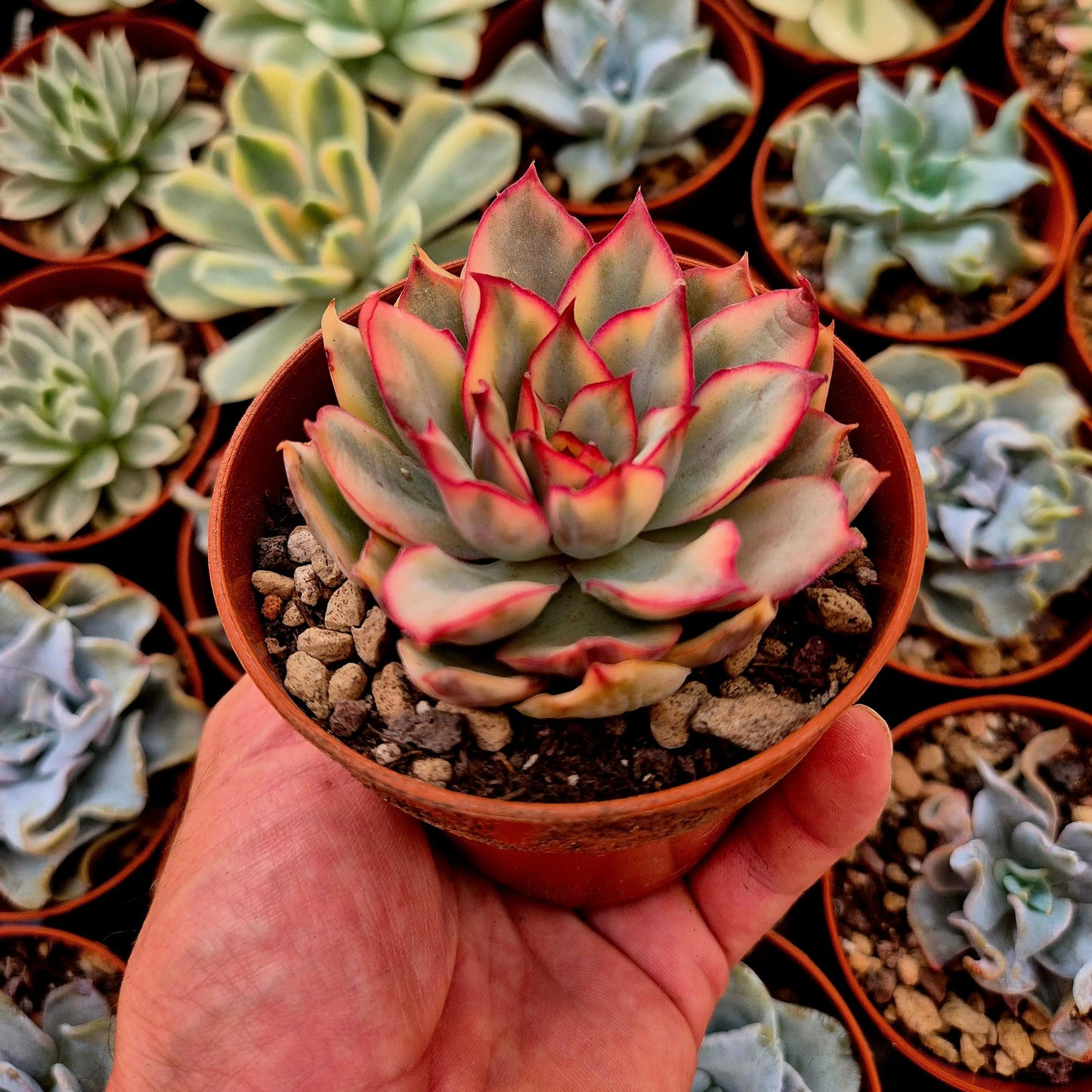 Echeveria ’Esther’ variegada
