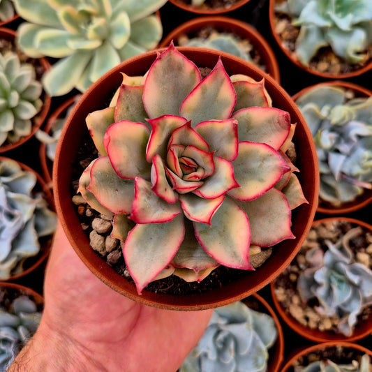 Echeveria ’Esther’ variegada