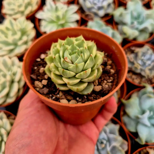 Echeveria ’Fabiola’ variegada