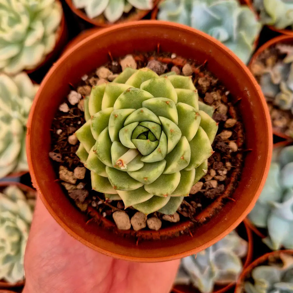Echeveria ’Fabiola’ variegada