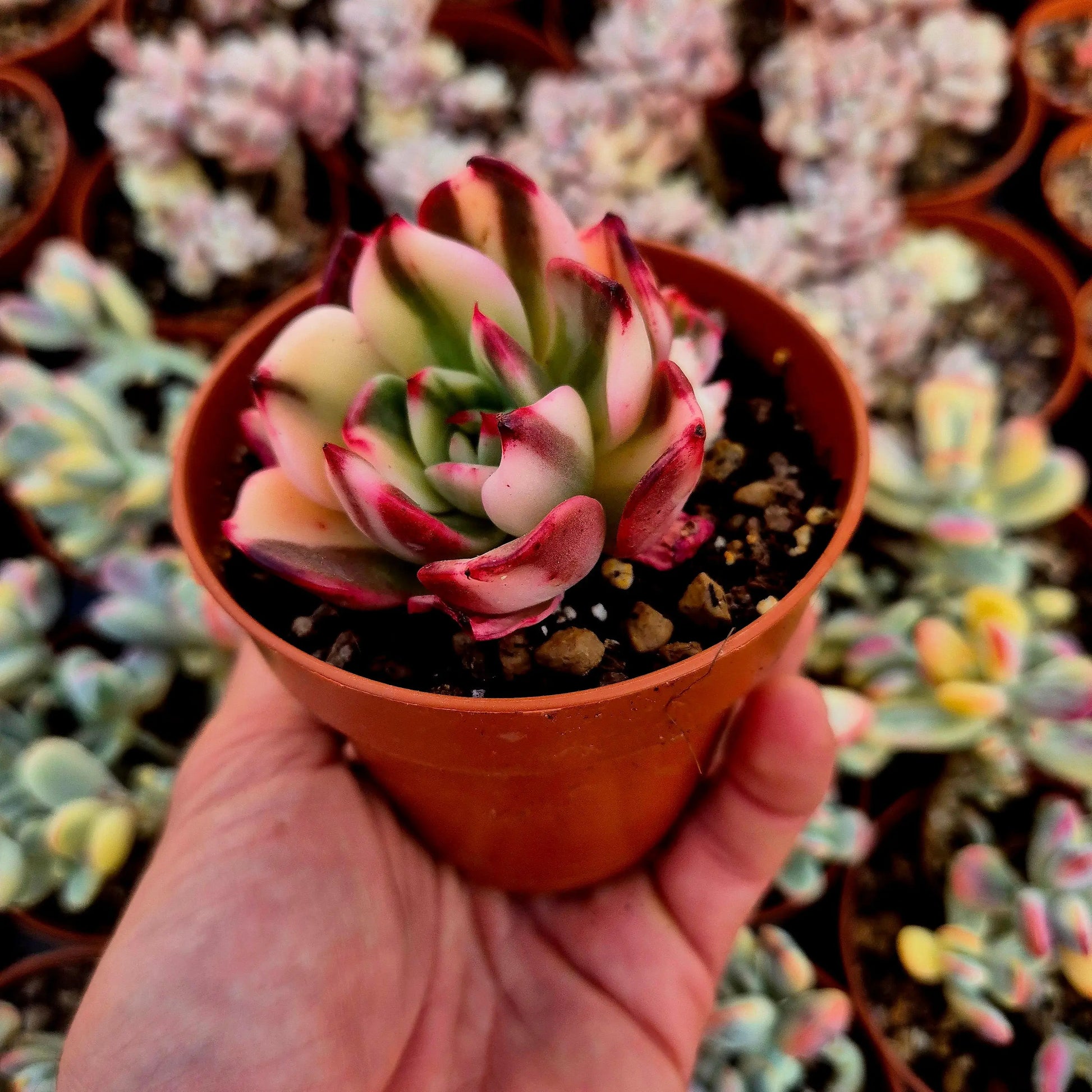 Echeveria ’Flamenco’ variegada