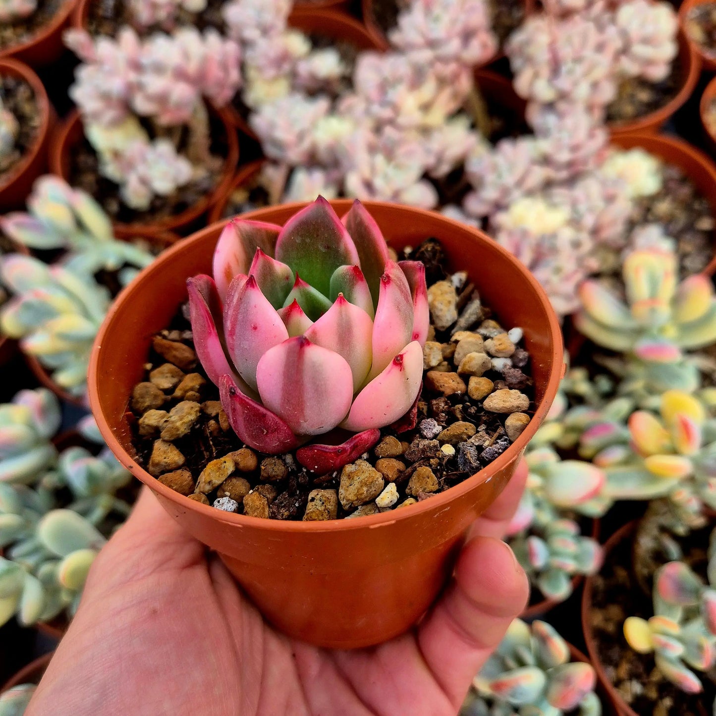 Echeveria ’Flamenco’ variegada