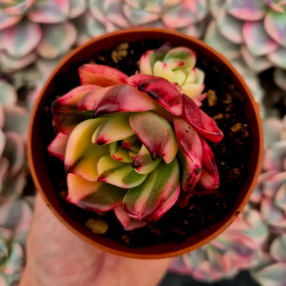 Echeveria ’Flamenco’ variegada
