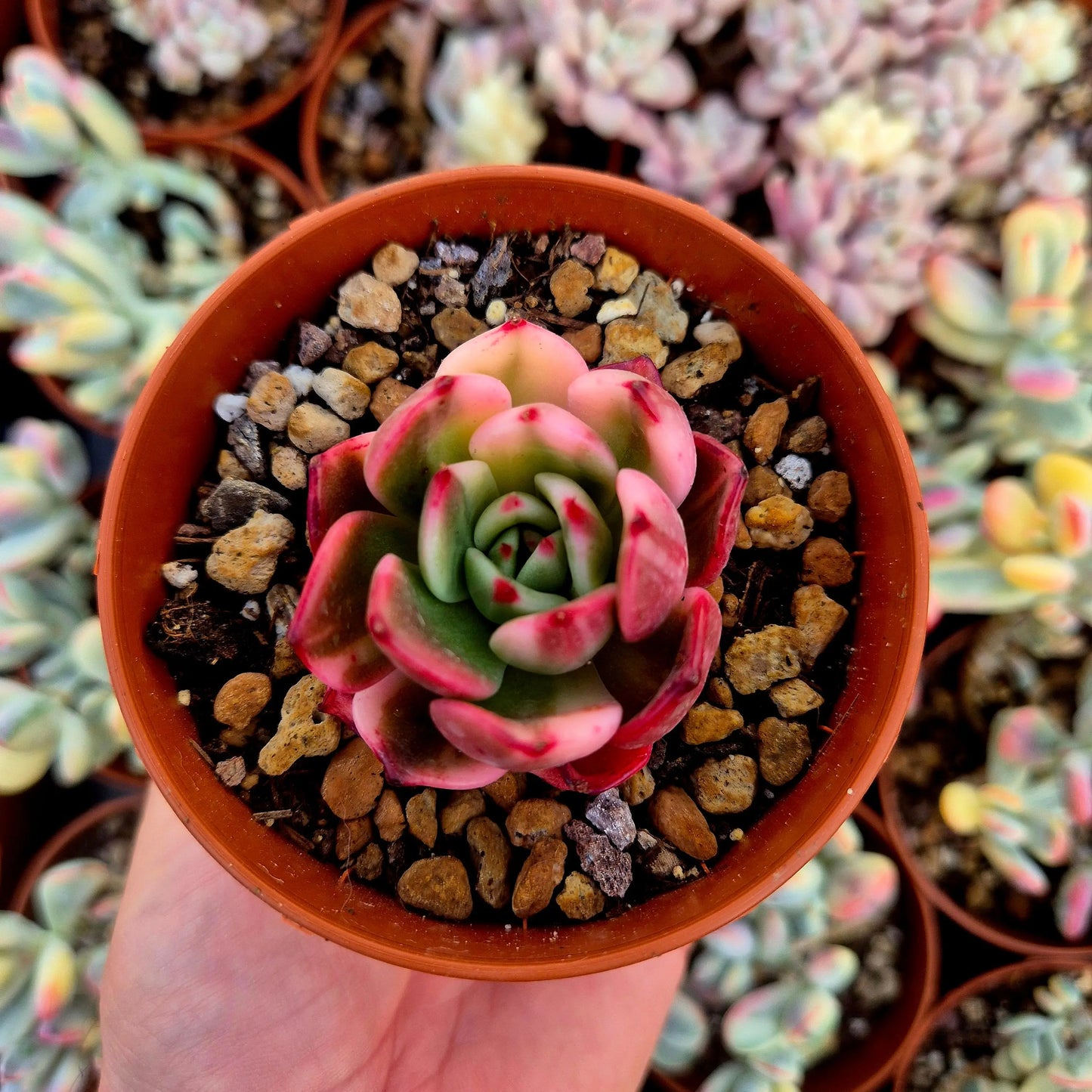 Echeveria ’Flamenco’ variegada