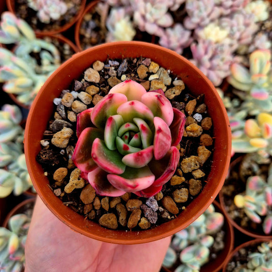 Echeveria ’Flamenco’ variegada