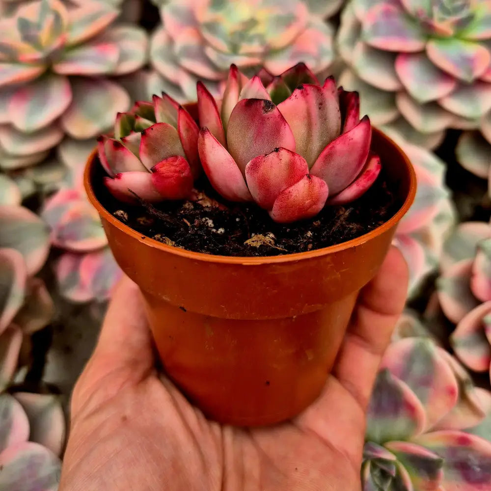 Echeveria ’Flamenco’ variegada