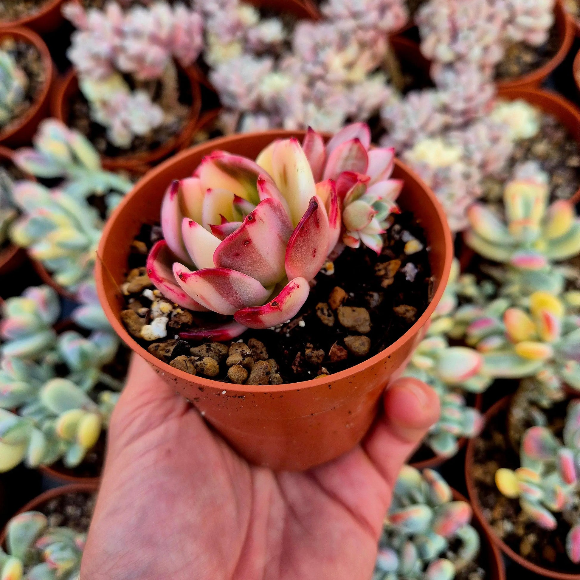 Echeveria ’Flamenco’ variegada