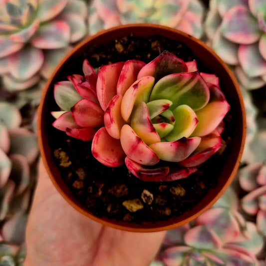 Echeveria ’Flamenco’ variegada