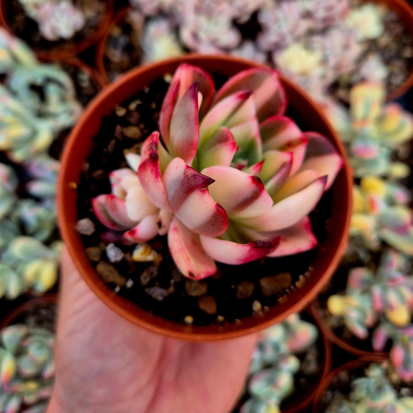 Echeveria ’Flamenco’ variegada