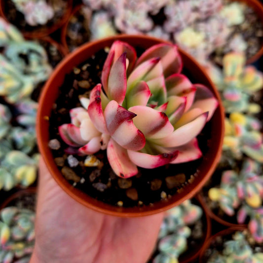 Echeveria ’Flamenco’ variegada