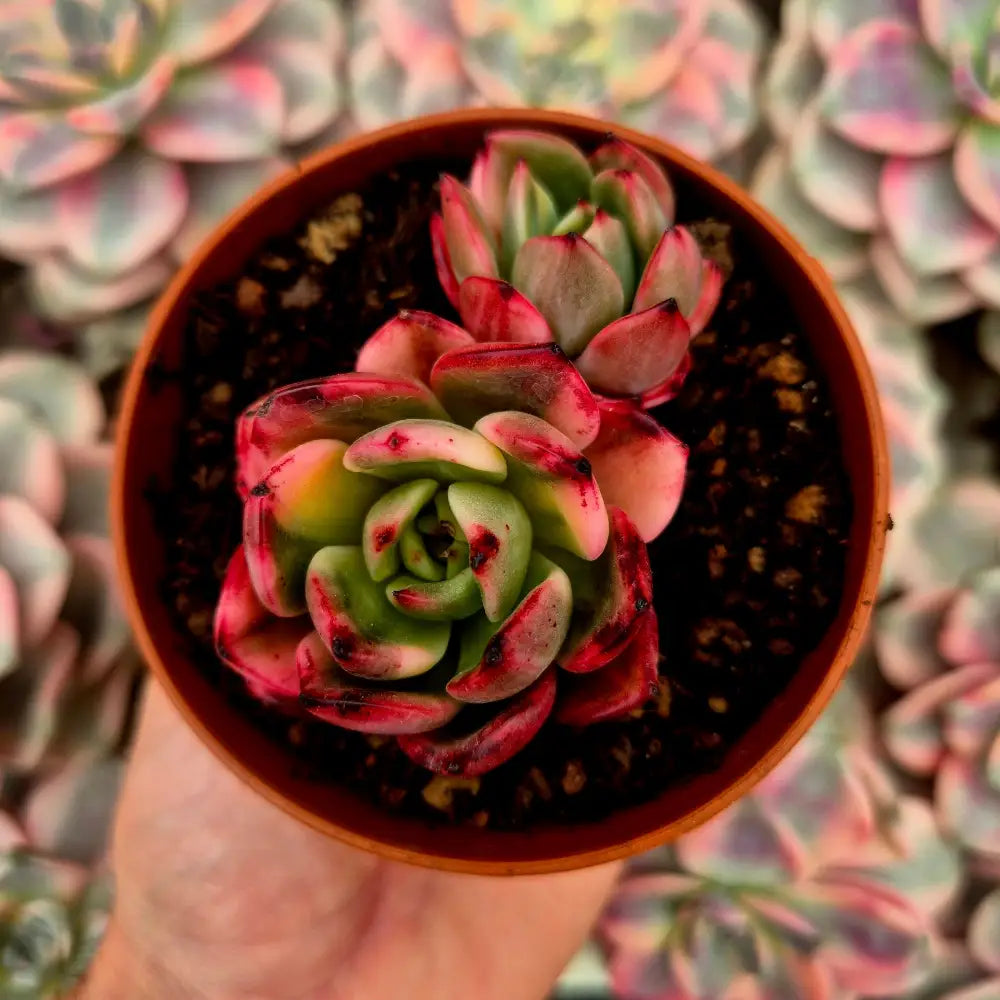 Echeveria ’Flamenco’ variegada
