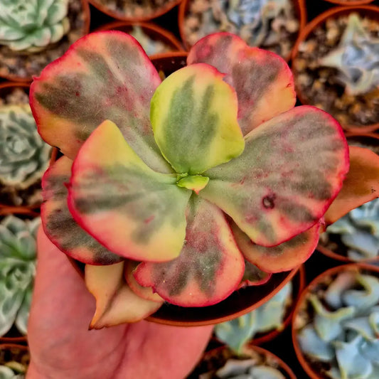 Echeveria ’Flamenco’ variegada