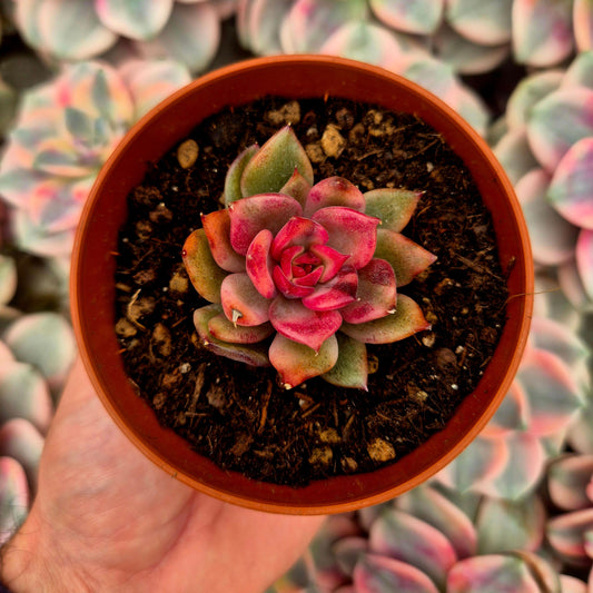 Echeveria ’Flaming Mountain’ variegada