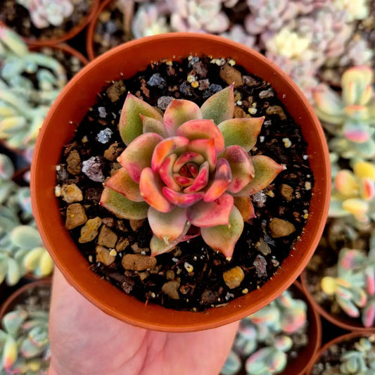 Echeveria ’Flaming Mountain’ variegada