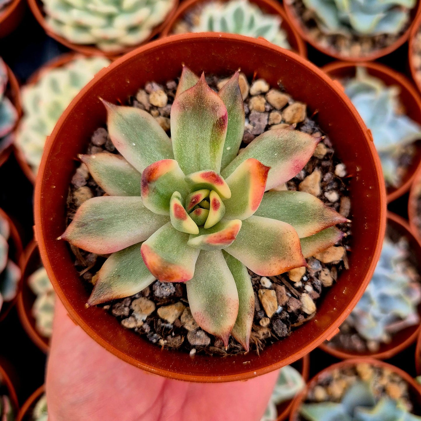 Echeveria ’Flaming Mountain’ variegada