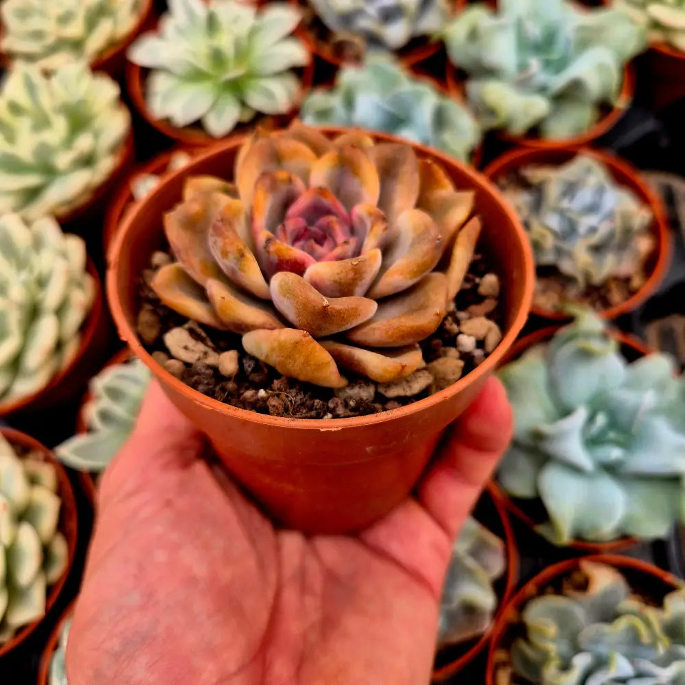 Echeveria ’Forbidden City’ variegada