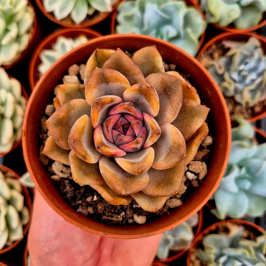 Echeveria ’Forbidden City’ variegada