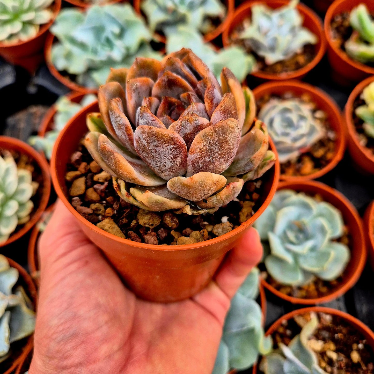 Echeveria ’Forbidden City’ variegada
