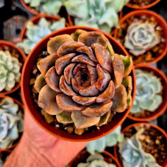 Echeveria ’Forbidden City’ variegada