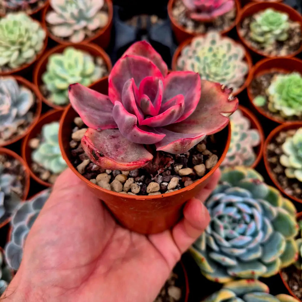 Echeveria ’Golden State’ variegada