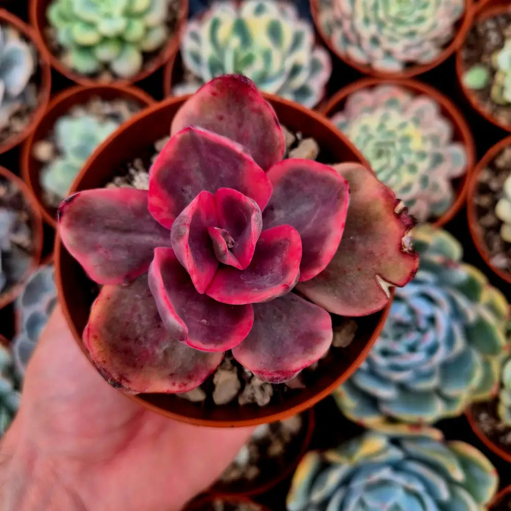 Echeveria ’Golden State’ variegada