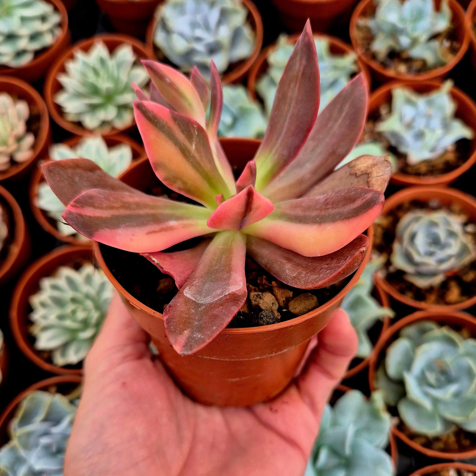 Echeveria ’Hanakaida’ variegada