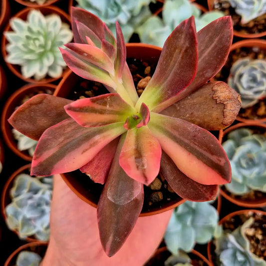 Echeveria ’Hanakaida’ variegada